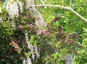 aventures d'une glycine