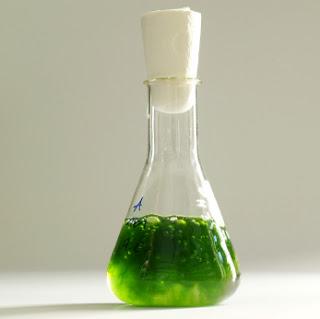 L'huile d'algues, huile en devenir