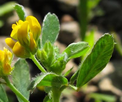 Medicago minima (Luzerne naine)