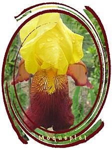iris rouge et jaune-copie-1