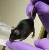 SCHIZOPHRÉNIE: Des chercheurs inversent ses symptômes sur la souris – Neuron
