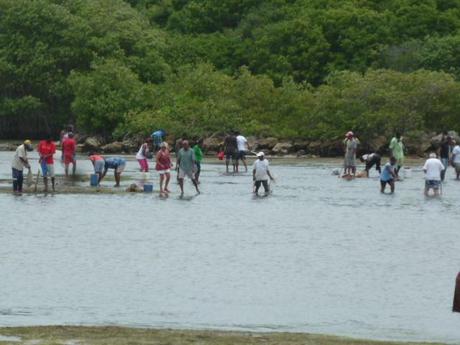 Alerte Jaune sur la Guadeloupe ! la pêche aux Touloulous est ouverte !
