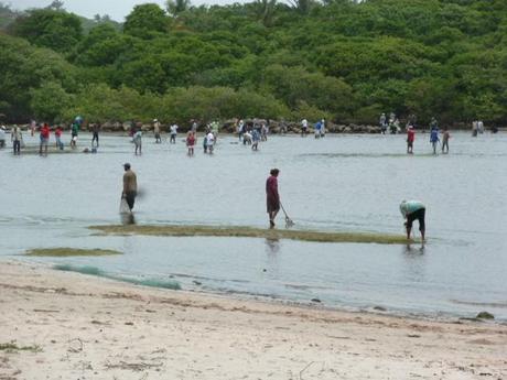 Alerte Jaune sur la Guadeloupe ! la pêche aux Touloulous est ouverte !