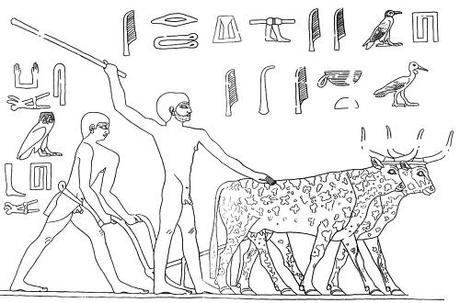 Maillons essentiels de l'économie, les paysans, les semailles… (3) en Égypte ancienne !
