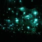 EVASION : La Nouvelle-Zélande et ses grottes de vers bioluminescents