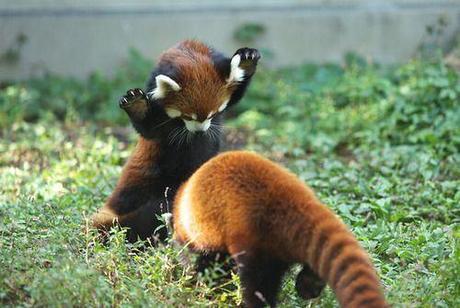 cute-firefox-fluffy-playing-red-panda-Favim.com-265507