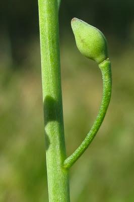 Calepina irregularis (Calépine irrégulière)