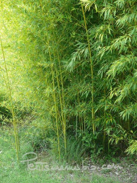 650foret bambous Exotique mais local: pousses de bambou aux épices