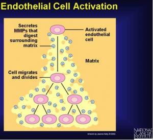CANCER du SEIN: MMP-8, une enzyme à double tranchant dans la croissance tumorale  – The Journal of Biological Chemistry