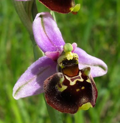 Floraison d'Ophrys fuciflora (Ophrys bourdon, Ophrys frelon)