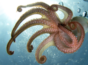 site breton Octopousse rejoint Ulule continue développement