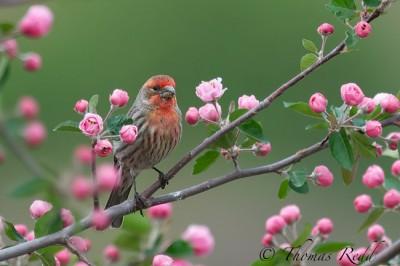 Common-House-Finch-in-Crabapple-Blossoms