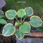 Hosta Liberty
