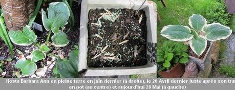 Hosta Barbara Ann
