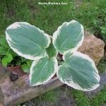 Hosta Barbara Ann