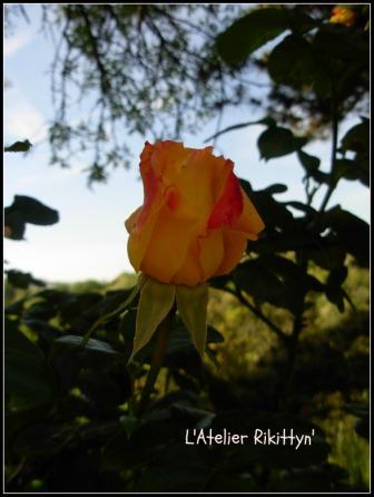 2013.05.27 Mon jardin 2