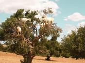 bleu dans l'âme d'Essaouira
