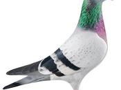 pigeon plus cher monde coûte 000$