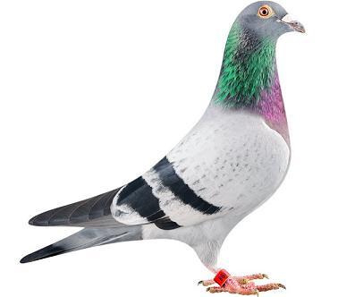 le plus cher pigeon: Bolt