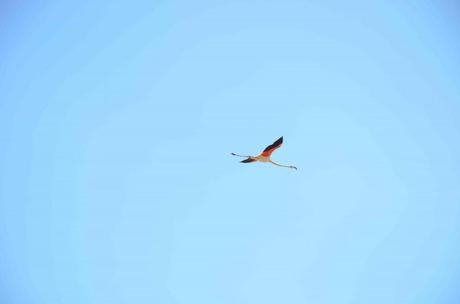 Une journée hors du temps à l’étang de Vaccarès – réserve naturelle