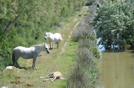 Une journée hors du temps à l’étang de Vaccarès – réserve naturelle