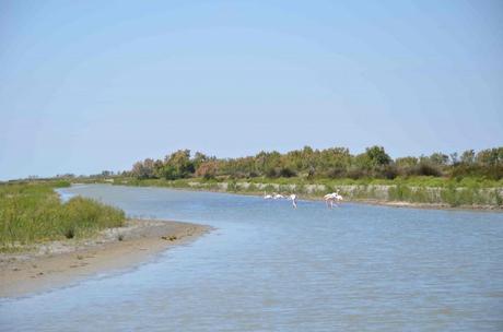 Une journée hors du temps à l’étang de Vaccarès – réserve naturelle