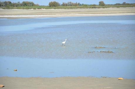 Une journée hors du temps à l’étang de Vaccarès – réserve naturelle