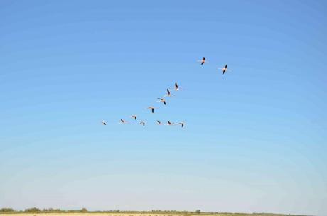 Une journée hors du temps à l’étang de Vaccarès – réserve naturelle
