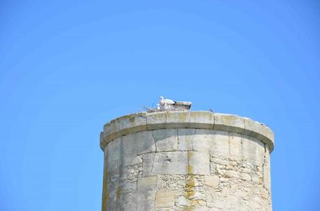 Une journée hors du temps à l’étang de Vaccarès – réserve naturelle