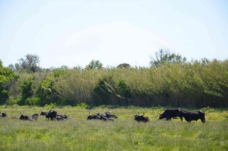 Une journée hors du temps à l’étang de Vaccarès – réserve naturelle