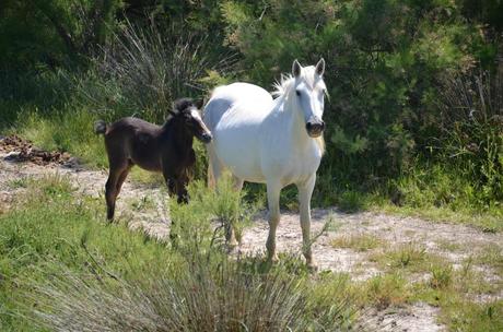 Une journée hors du temps à l’étang de Vaccarès – réserve naturelle