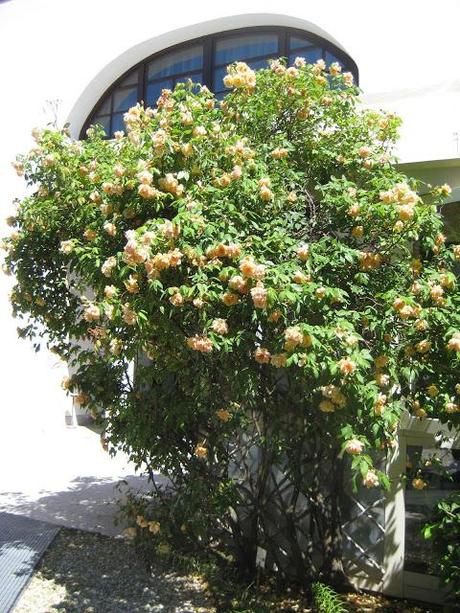 C'est bien le printemps !