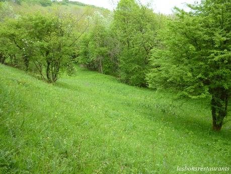 MONTENACH(57)-Le Vallon Frais