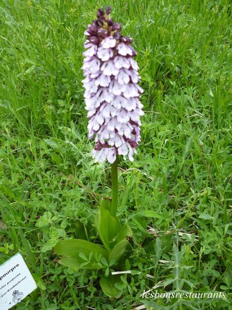 MONTENACH(57)-Le Vallon Frais