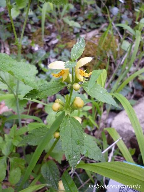 MONTENACH(57)-Le Vallon Frais