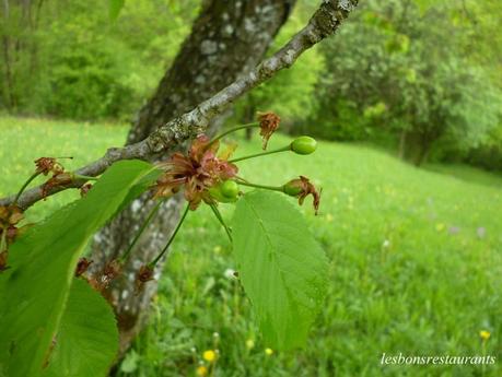 MONTENACH(57)-Le Vallon Frais