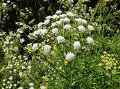 Promenades Loire Atlantique