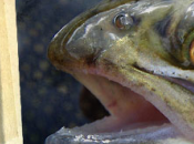 Riverstones promotions