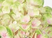 conseils pour fleurs d'Hortensia Hydrangéa