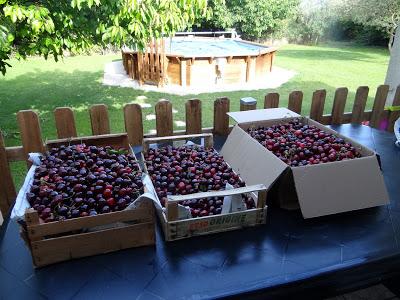J'ai ramassé quelques cerises...
