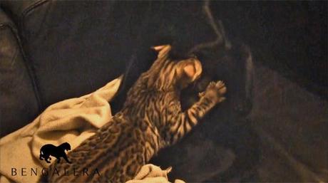 Vidéo : Notre chaton Bengal est encore un bébé