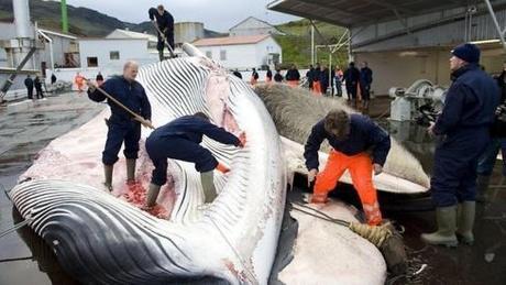 Massacre des baleines : transformées en paté pour chien
