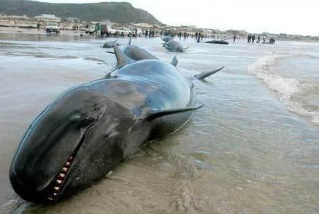 Massacre des baleines : transformées en paté pour chien