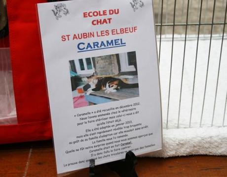 L'incroyable histoire du chat appelé Caramel - Exposition féline Salon du Chat