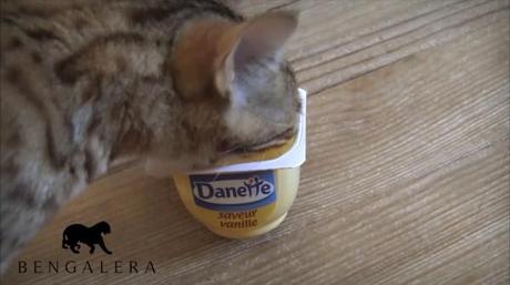 Vidéo chaton bengal Hakuna et la Danette