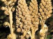 Neottia nidus-avis (Néottie nid-d'oiseau)