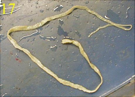 Mais vous êtes fou ? OH OUI !