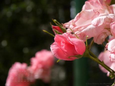 Fonds d'écran - Juin 2013 (avec et sans calendrier)