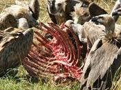 #Primaires #UMP carnage droite