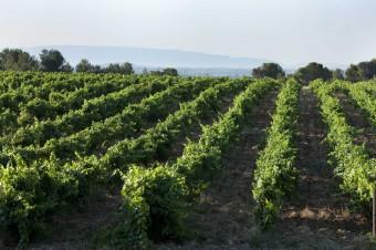 GIGOGNAN 98453 340x226